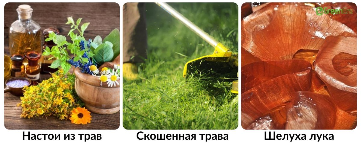 Настої з трав