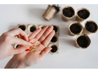 Навіщо потрібна обробка насіння перед сівбою?