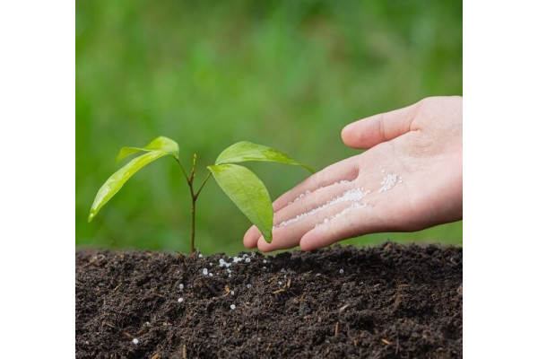 Добрива із рослин: користь, виготовлення